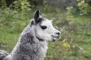 Alpaca Finance